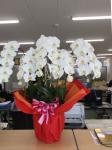 胡蝶蘭5本立ち、ご注文誠にありがとうございました。|「フラワーショップ花勘」　（岐阜県大垣市の花屋）のブログ